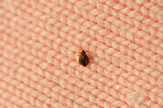 Bed-Bug-Treatment - Ladera Ranch Best Pest Pros | Ladera Ranch, CA | 949-776-8717