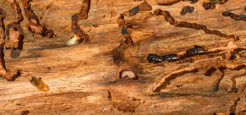 Is Your Home at Risk for Termite Damage - Ladera Ranch Best Pest Pros | Ladera Ranch, CA | 949-776-8717
