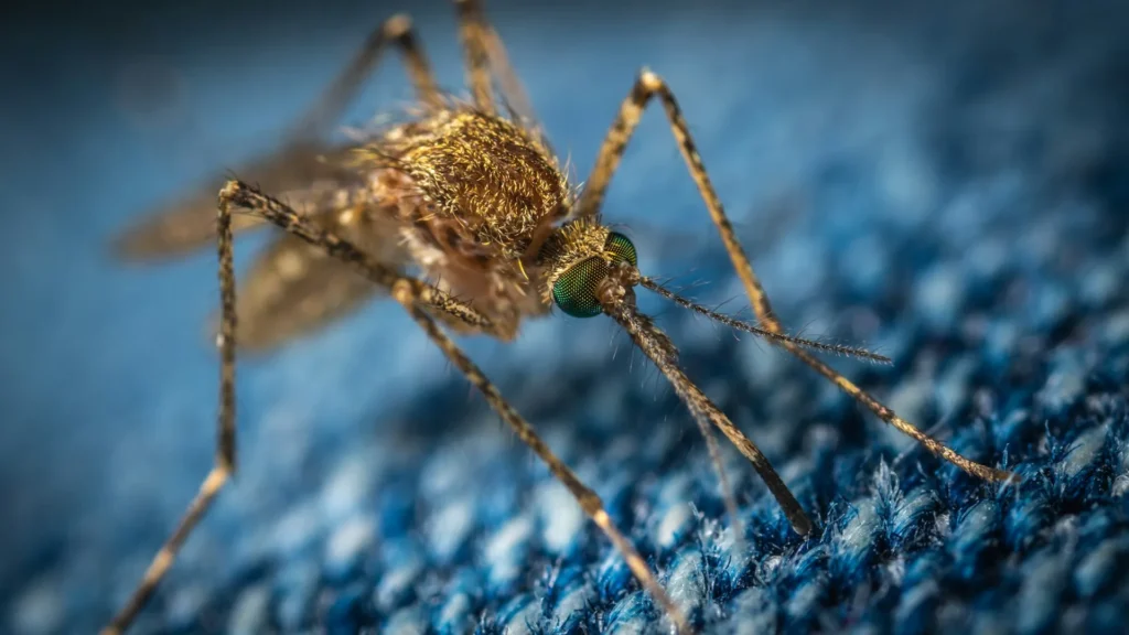 Mosquito Control - Ladera Ranch Best Pest Pros | Ladera Ranch, CA | 949-776-8717
