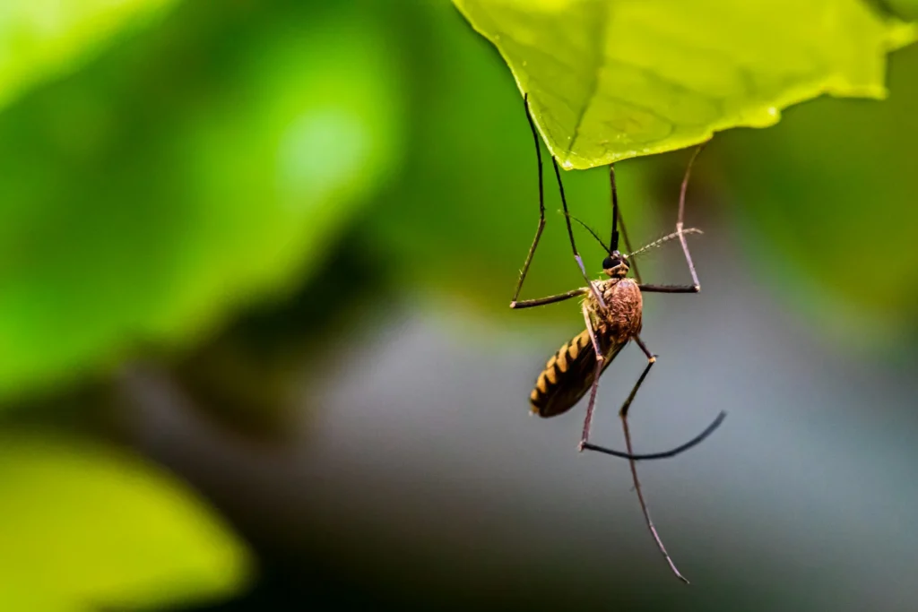 Mosquito-Control-for-Every-Outdoor-Space - Ladera Ranch Best Pest Pros | Ladera Ranch, CA | 949-776-8717