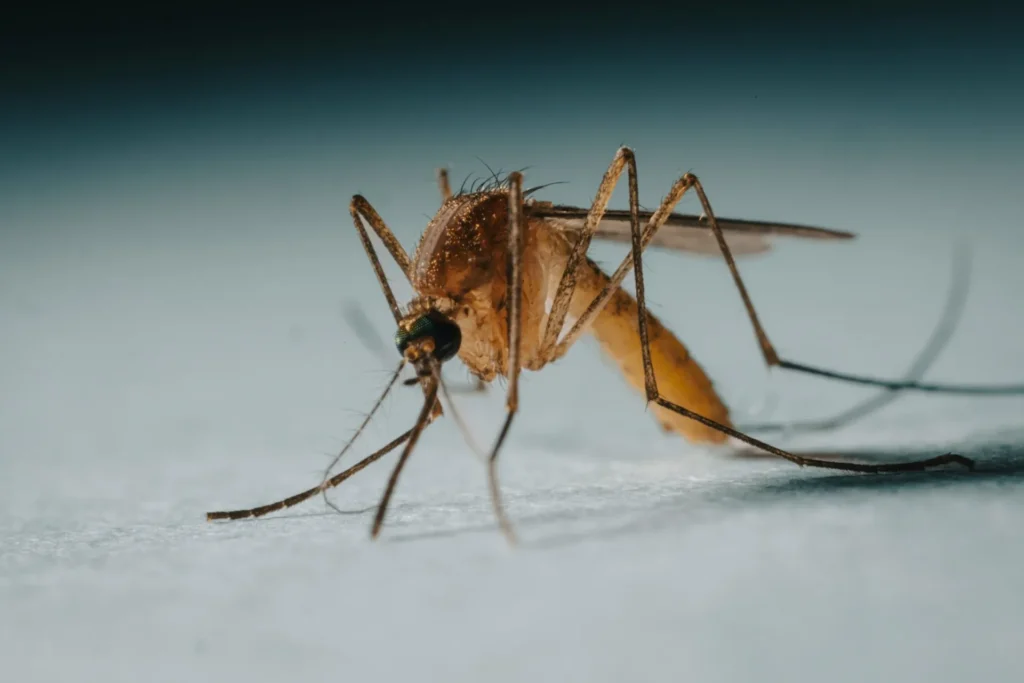Protect Your Family from Mosquito-Borne-Diseases - Ladera Ranch Best Pest Pros | Ladera Ranch, CA | 949-776-8717