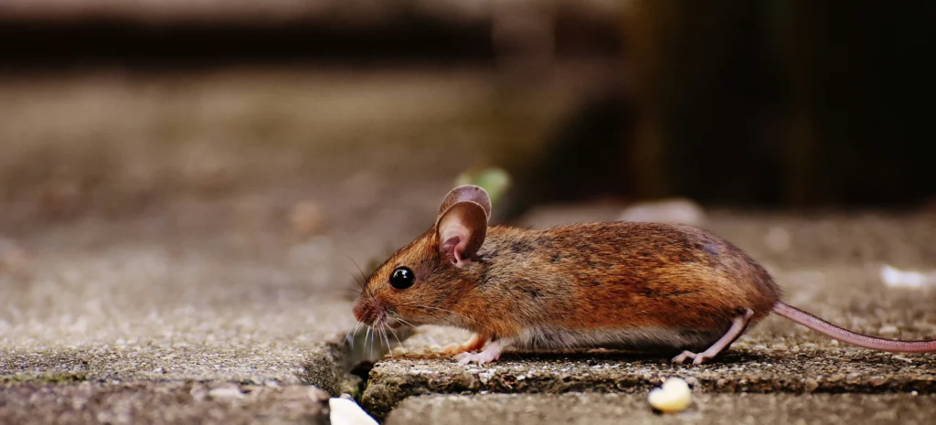 Residential-Commercial-Rodent-Solutions - Ladera Ranch Best Pest Pros | Ladera Ranch, CA | 949-776-8717