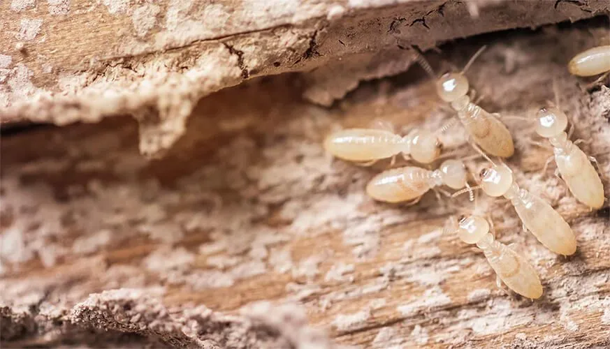 Signs You May Have a Termite Infestation - Ladera Ranch Best Pest Pros | Ladera Ranch, CA | 949-776-8717