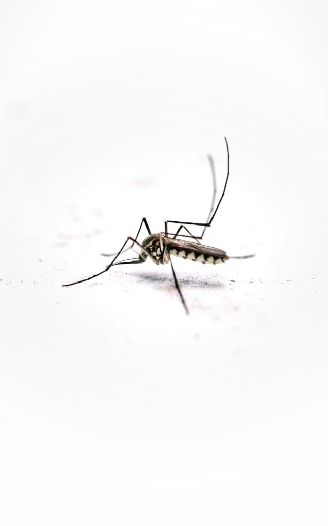 Tired of Mosquitoes Ruining Your Evenings - Ladera Ranch Best Pest Pros | Ladera Ranch, CA | 949-776-8717