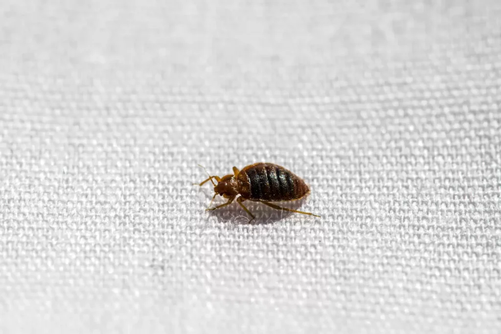 Why Bed Bug Heat Treatments Work Best -Ladera Ranch Best Pest Pros | Ladera Ranch, CA | 949-776-8717