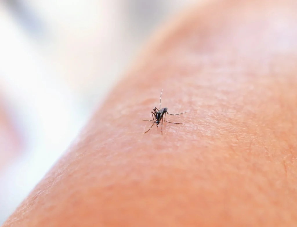 Why Choose Our Mosquito Control Services - Ladera Ranch Best Pest Pros | Ladera Ranch, CA | 949-776-8717