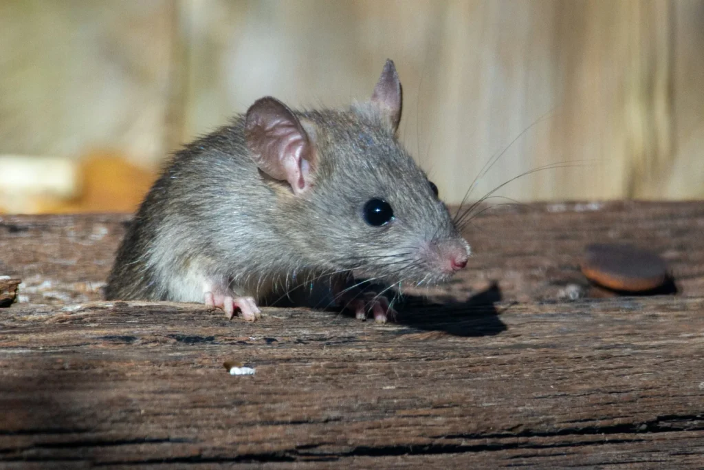 Why-Choose-Our-Rodent-Exterminators - Ladera Ranch Best Pest Pros | Ladera Ranch, CA | 949-776-8717